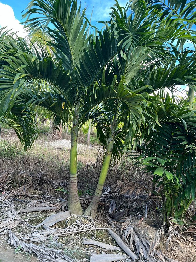 veitchia-merrillii-christmas-palm-adonidia-merrillii