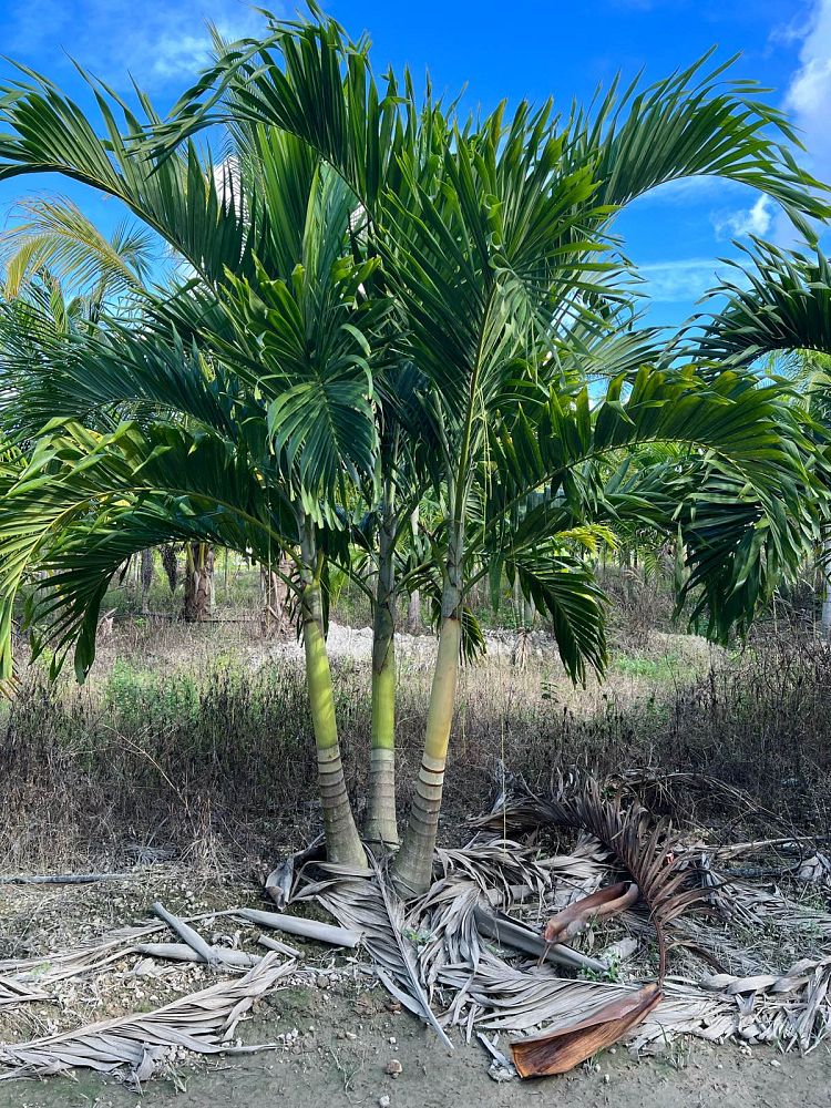 veitchia-merrillii-christmas-palm-adonidia-merrillii