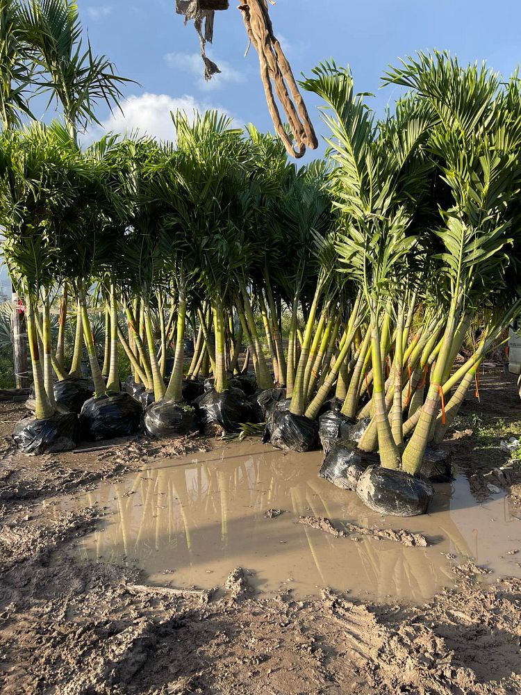 veitchia-merrillii-christmas-palm-adonidia-merrillii