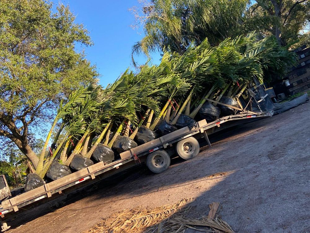 veitchia-merrillii-christmas-palm-adonidia-merrillii