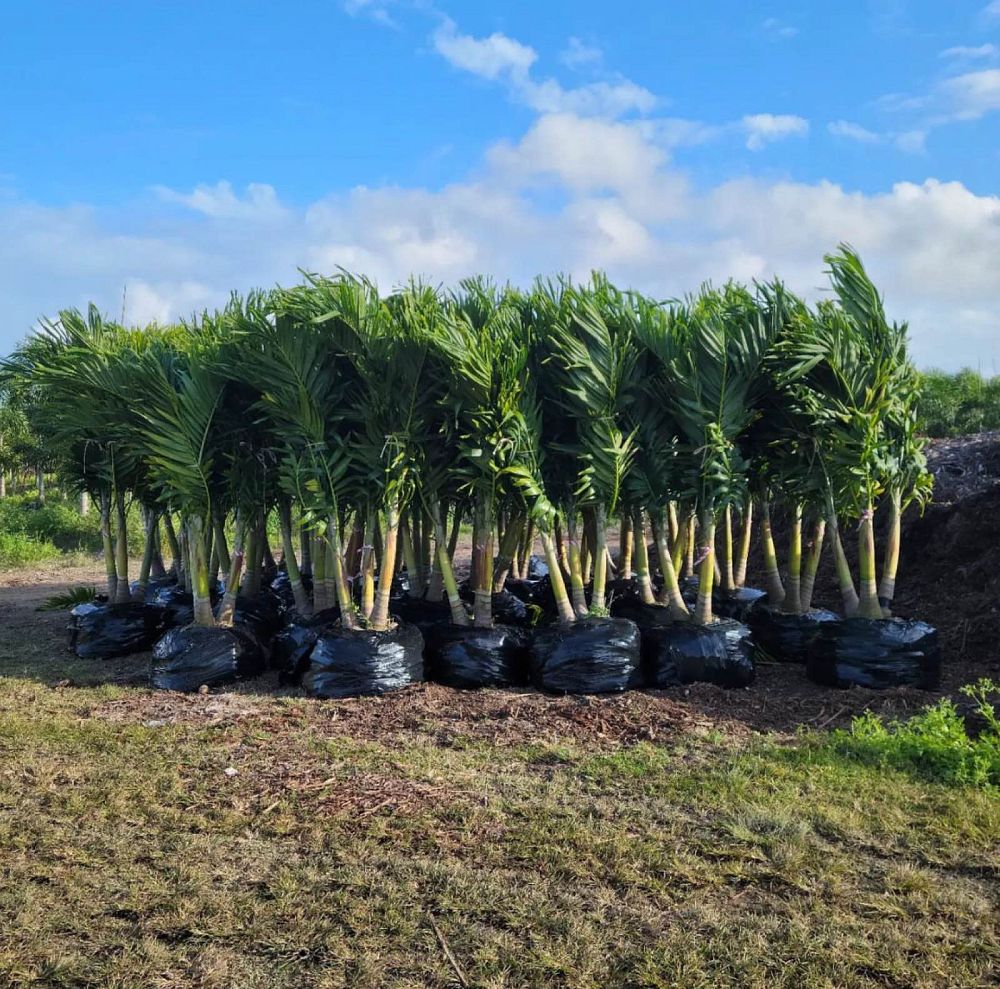 veitchia-merrillii-christmas-palm-adonidia-merrillii