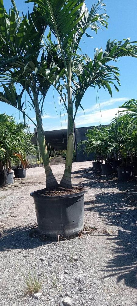 veitchia-merrillii-christmas-palm-adonidia-merrillii
