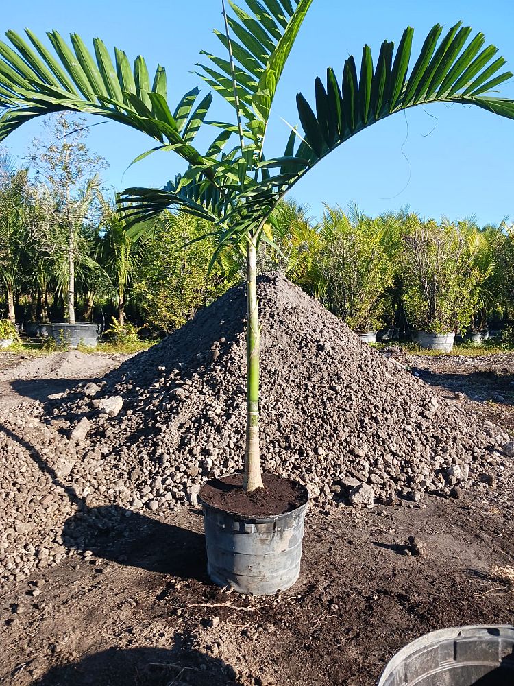 veitchia-merrillii-christmas-palm-adonidia-merrillii