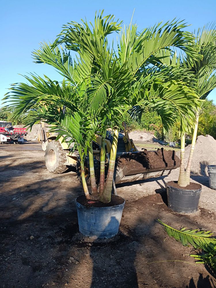 veitchia-merrillii-christmas-palm-adonidia-merrillii