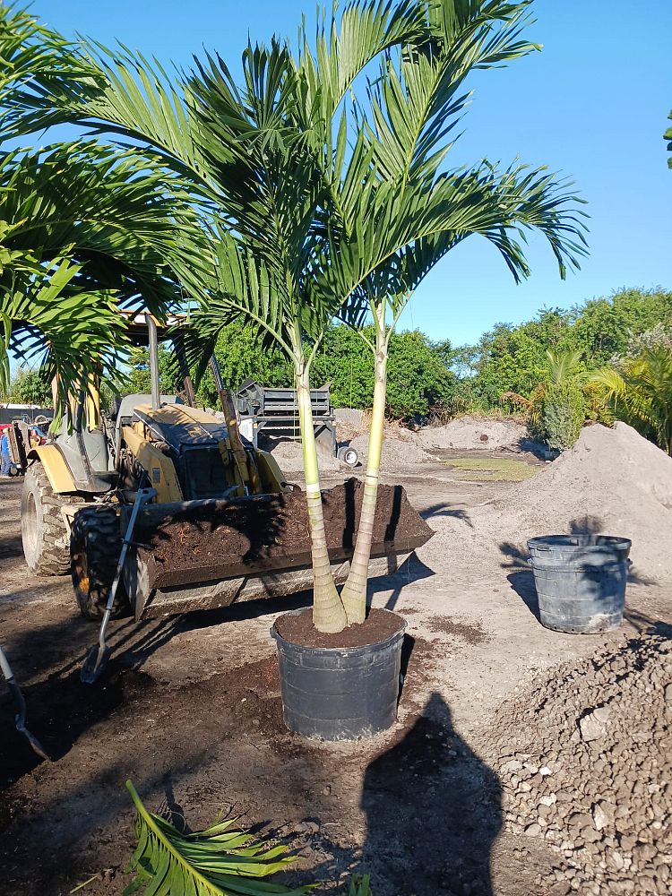 veitchia-merrillii-christmas-palm-adonidia-merrillii