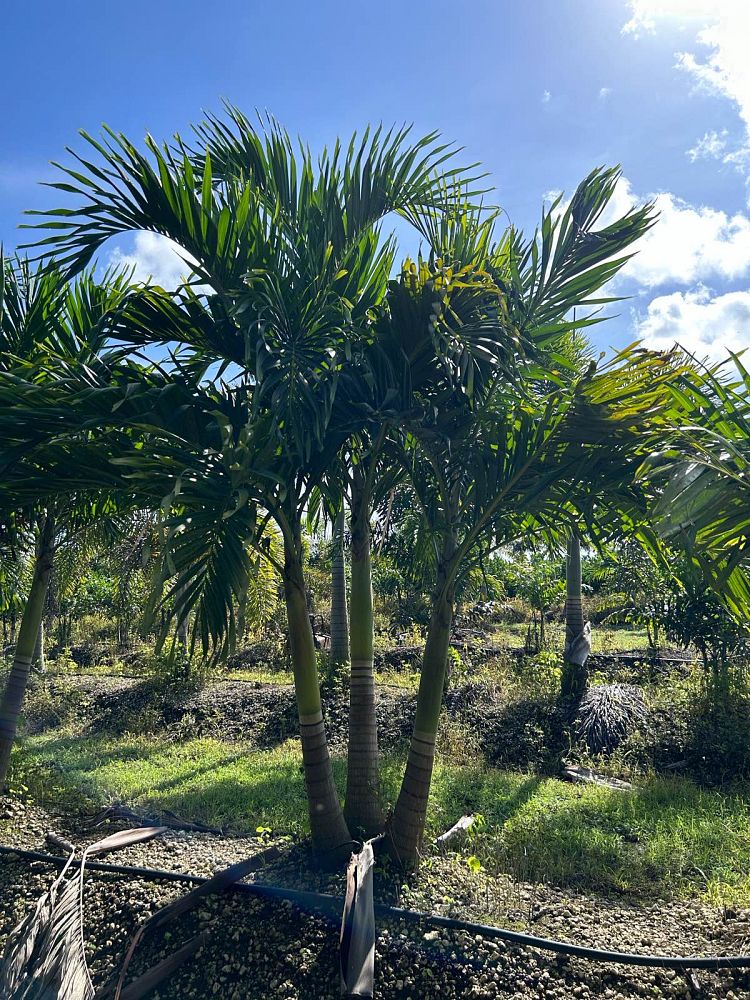 veitchia-merrillii-christmas-palm-adonidia-merrillii