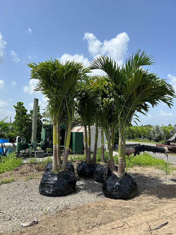 veitchia-merrillii-christmas-palm-adonidia-merrillii