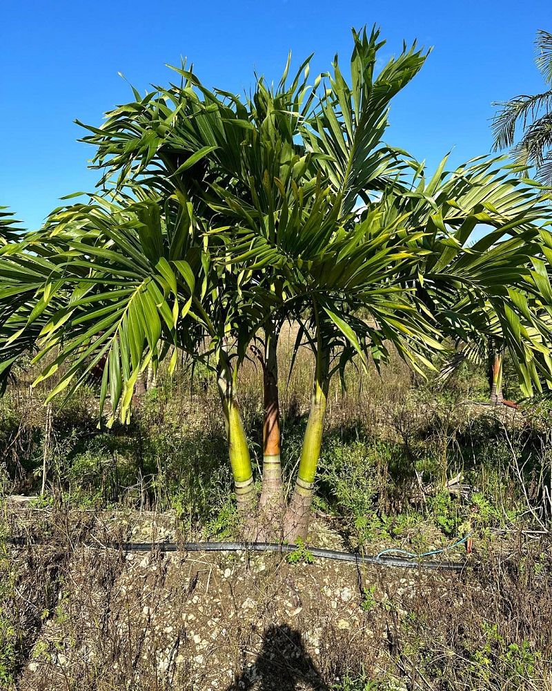 veitchia-merrillii-christmas-palm-adonidia-merrillii
