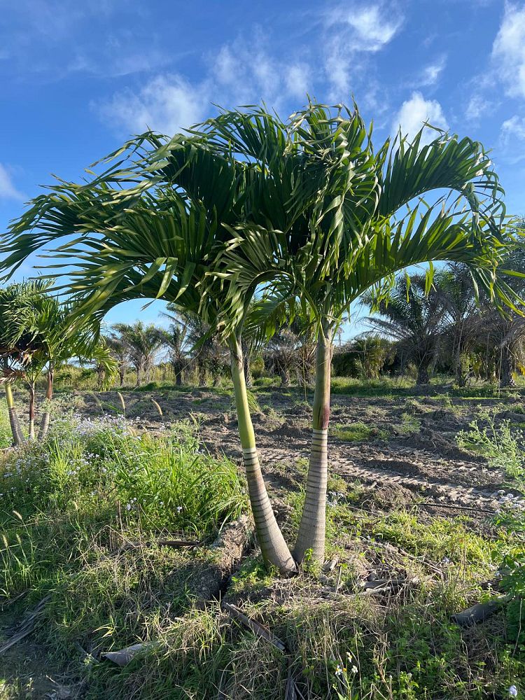 veitchia-merrillii-christmas-palm-adonidia-merrillii