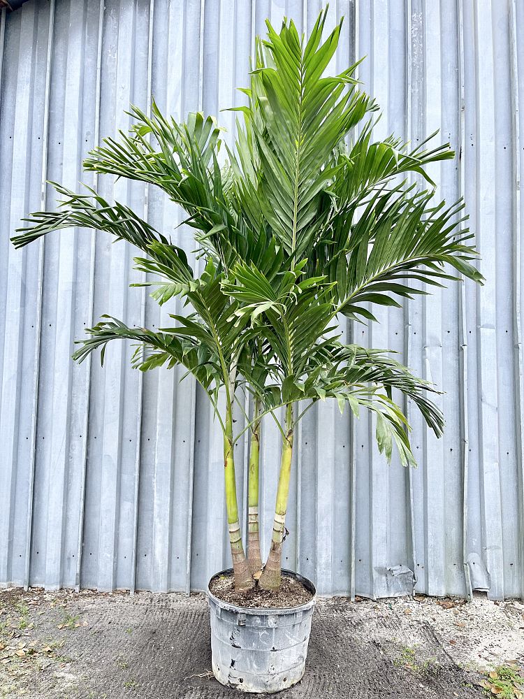 veitchia-merrillii-christmas-palm-adonidia-merrillii