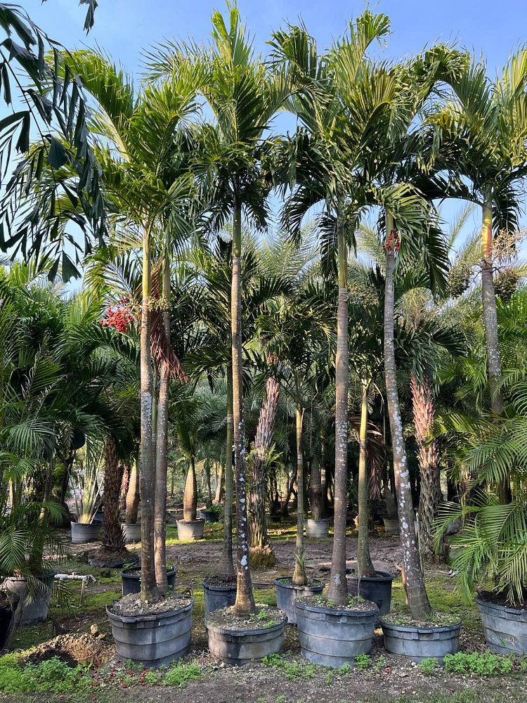 veitchia-merrillii-christmas-palm-adonidia-merrillii