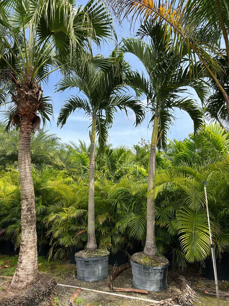 veitchia-merrillii-christmas-palm-adonidia-merrillii