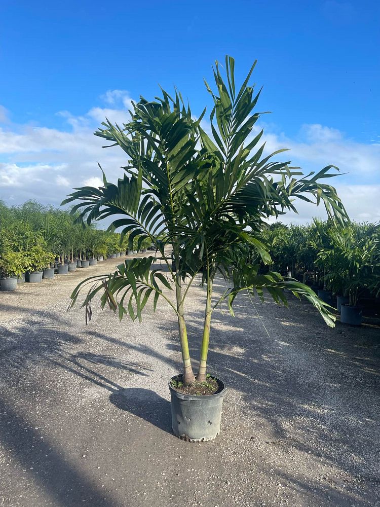 veitchia-merrillii-christmas-palm-adonidia-merrillii