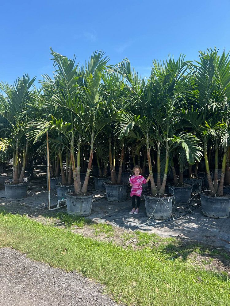 veitchia-merrillii-christmas-palm-adonidia-merrillii