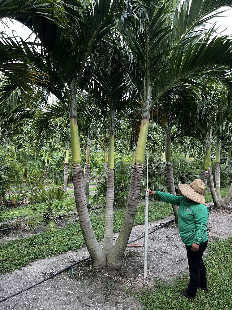 veitchia-merrillii-christmas-palm-adonidia-merrillii
