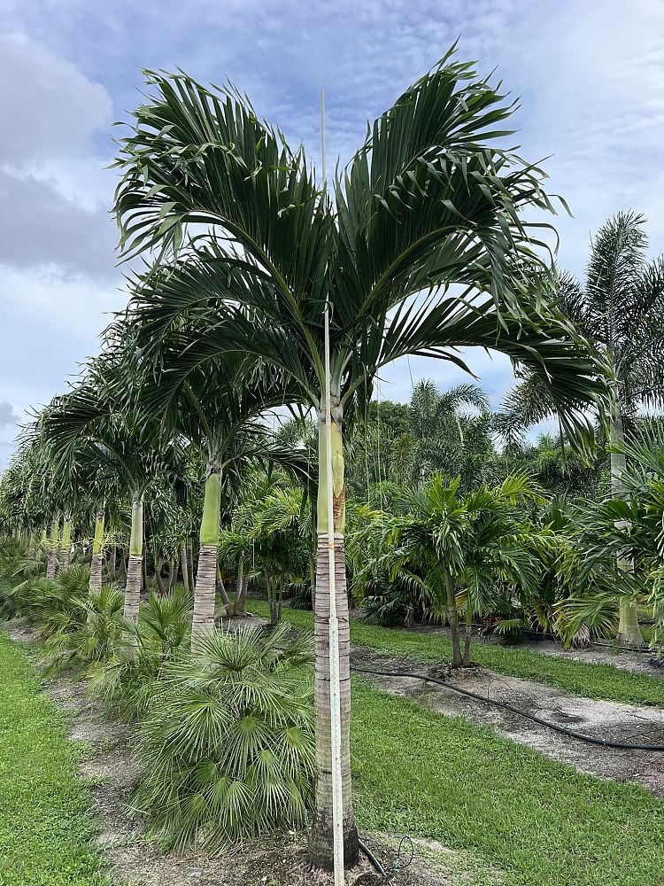 veitchia-merrillii-christmas-palm-adonidia-merrillii