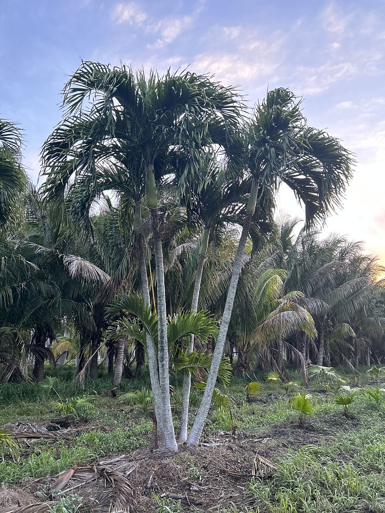 veitchia-merrillii-christmas-palm-adonidia-merrillii