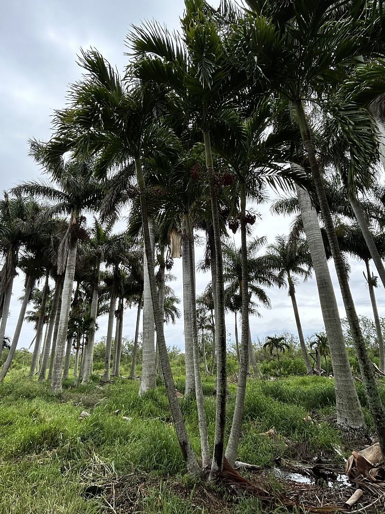 veitchia-merrillii-christmas-palm-adonidia-merrillii