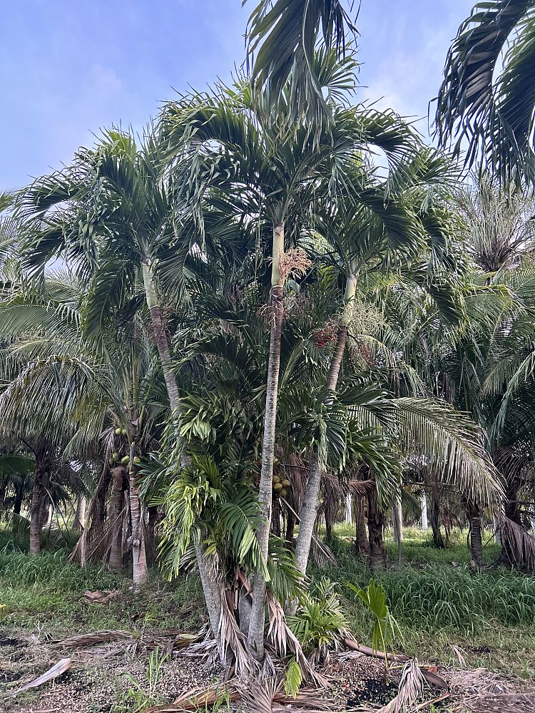 veitchia-merrillii-christmas-palm-adonidia-merrillii