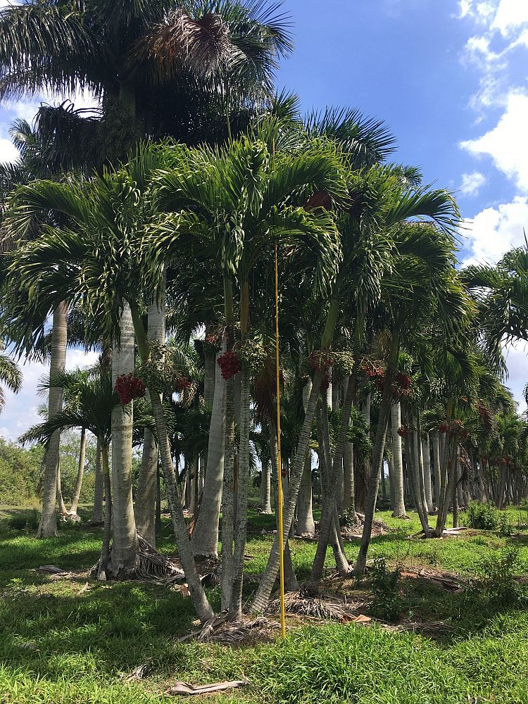 veitchia-merrillii-christmas-palm-adonidia-merrillii