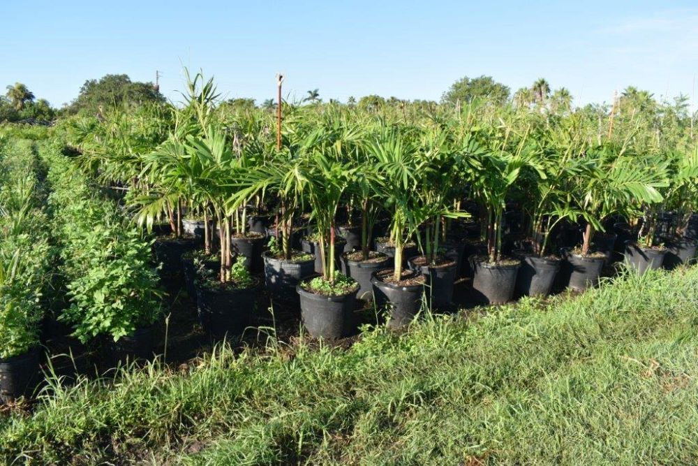 veitchia-merrillii-christmas-palm-adonidia-merrillii