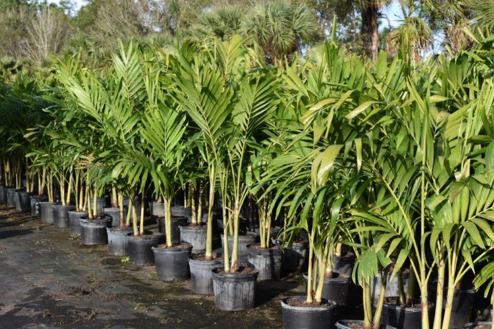 veitchia-merrillii-christmas-palm-adonidia-merrillii