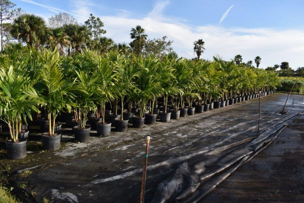 veitchia-merrillii-christmas-palm-adonidia-merrillii