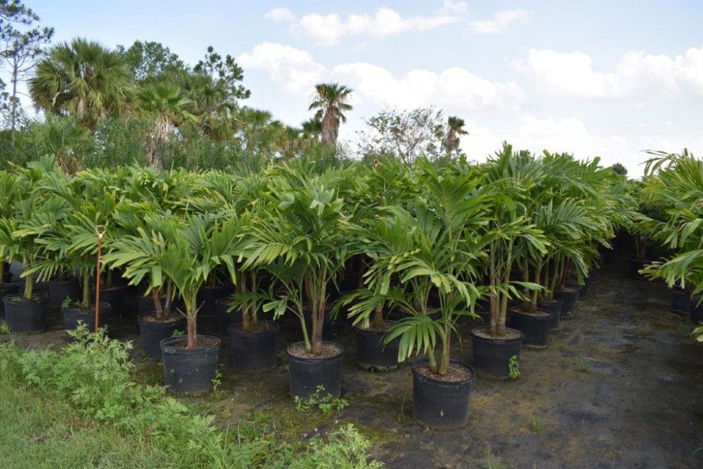 veitchia-merrillii-christmas-palm-adonidia-merrillii