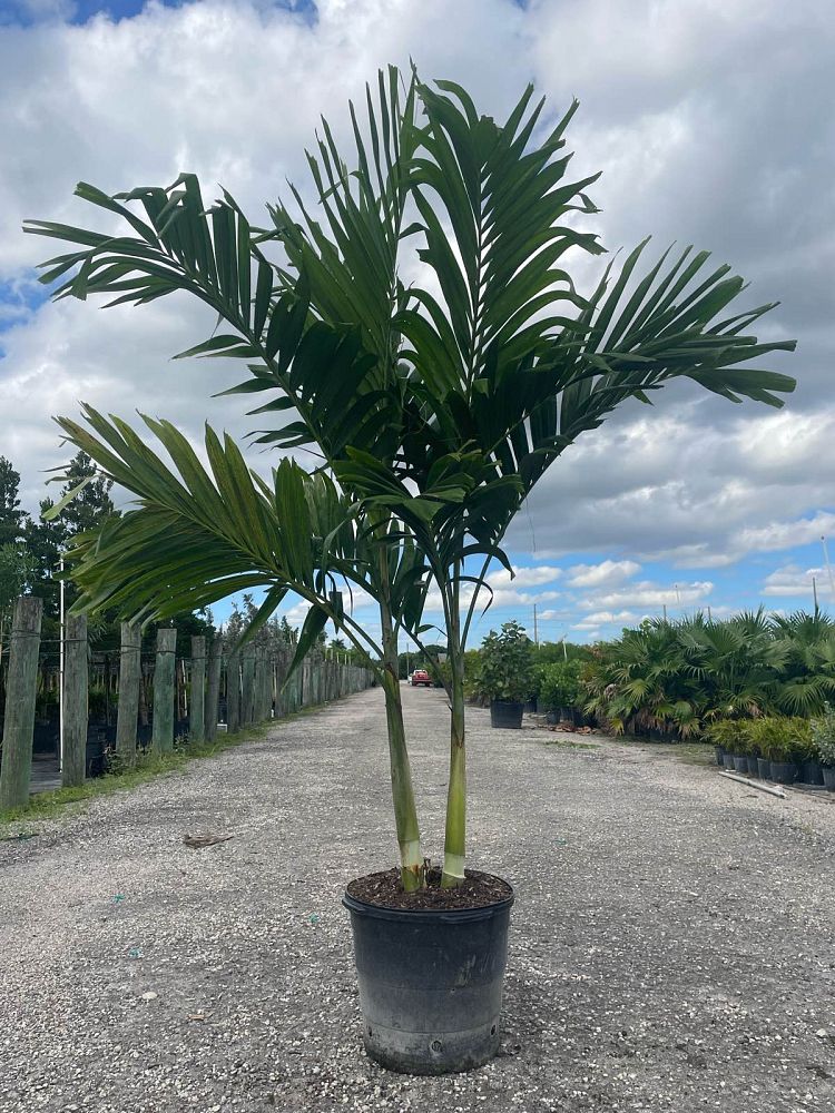 veitchia-merrillii-christmas-palm-adonidia-merrillii
