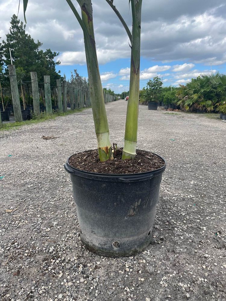 veitchia-merrillii-christmas-palm-adonidia-merrillii