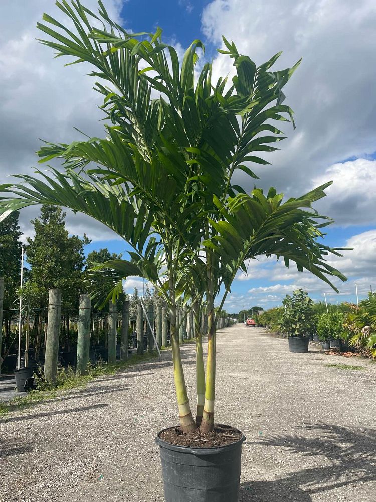 veitchia-merrillii-christmas-palm-adonidia-merrillii