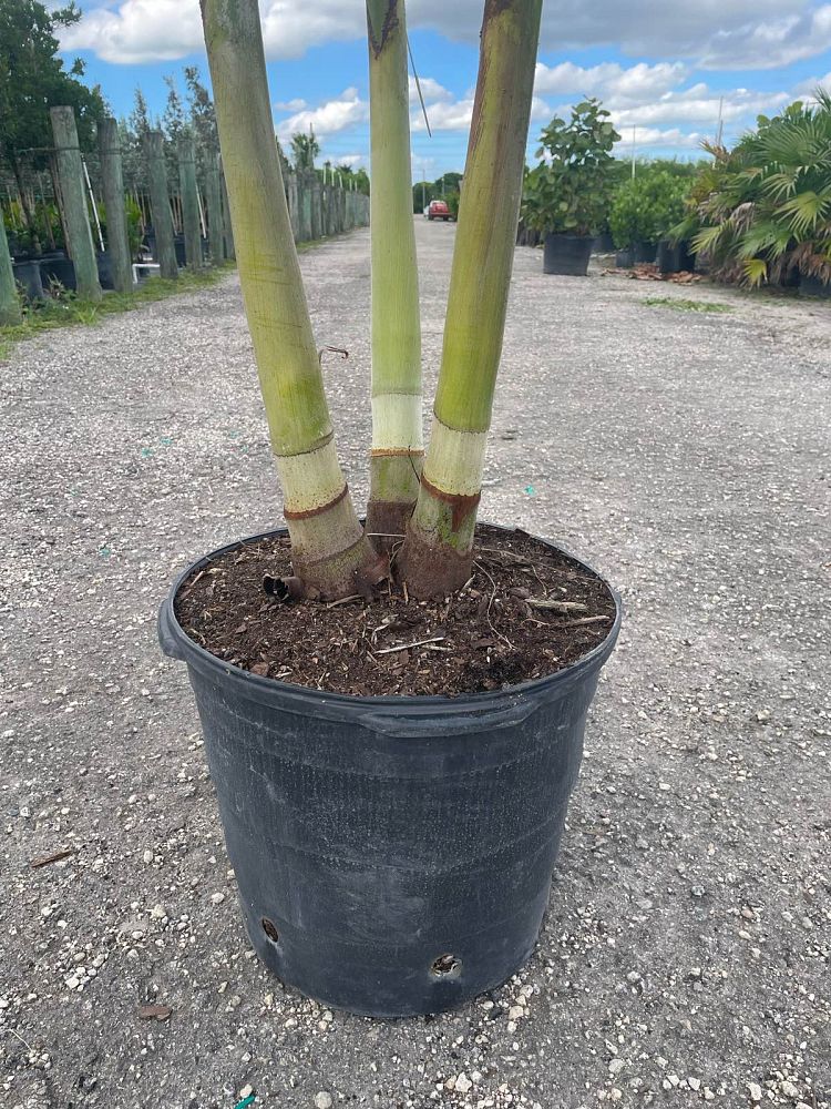 veitchia-merrillii-christmas-palm-adonidia-merrillii