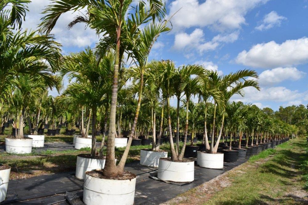 veitchia-merrillii-christmas-palm-adonidia-merrillii
