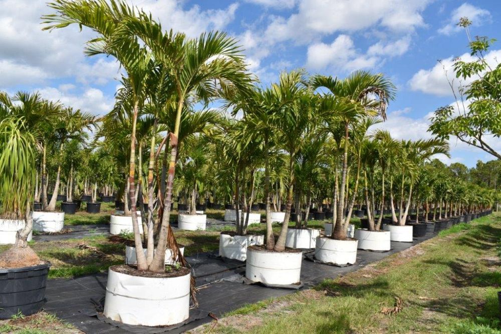 veitchia-merrillii-christmas-palm-adonidia-merrillii