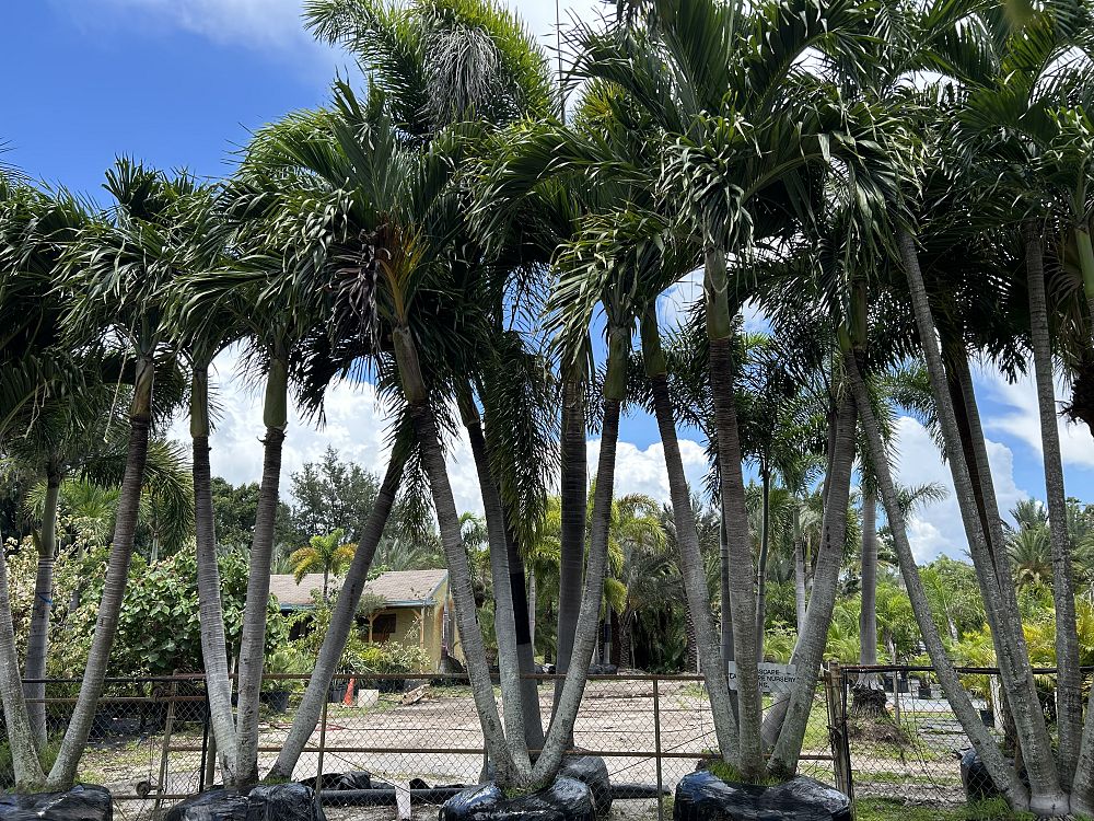 veitchia-merrillii-christmas-palm-adonidia-merrillii