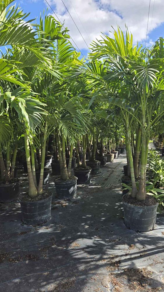 veitchia-merrillii-christmas-palm-adonidia-merrillii