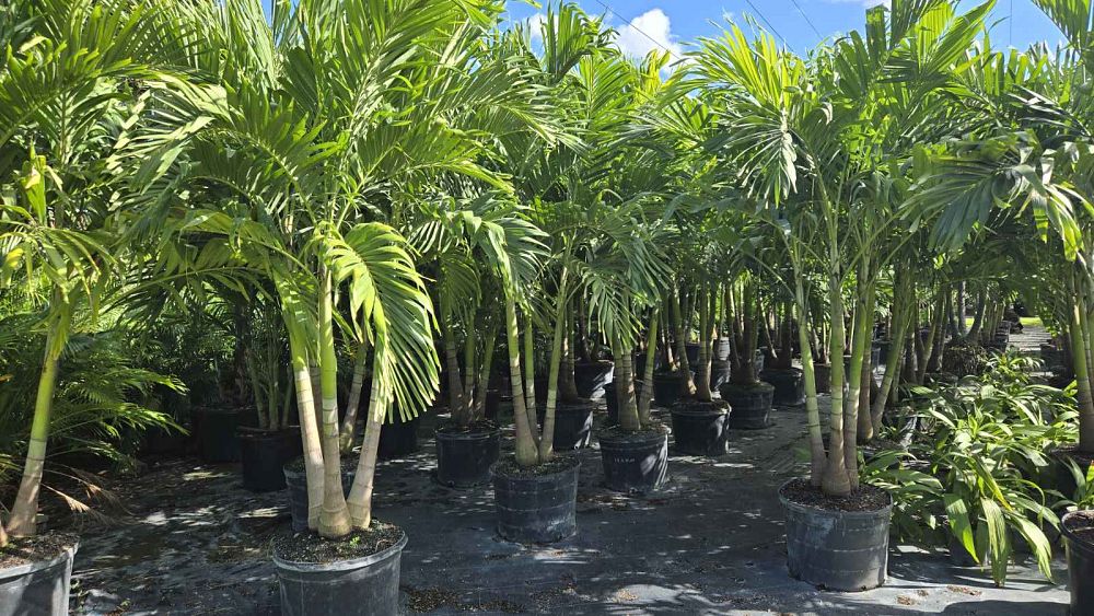 veitchia-merrillii-christmas-palm-adonidia-merrillii