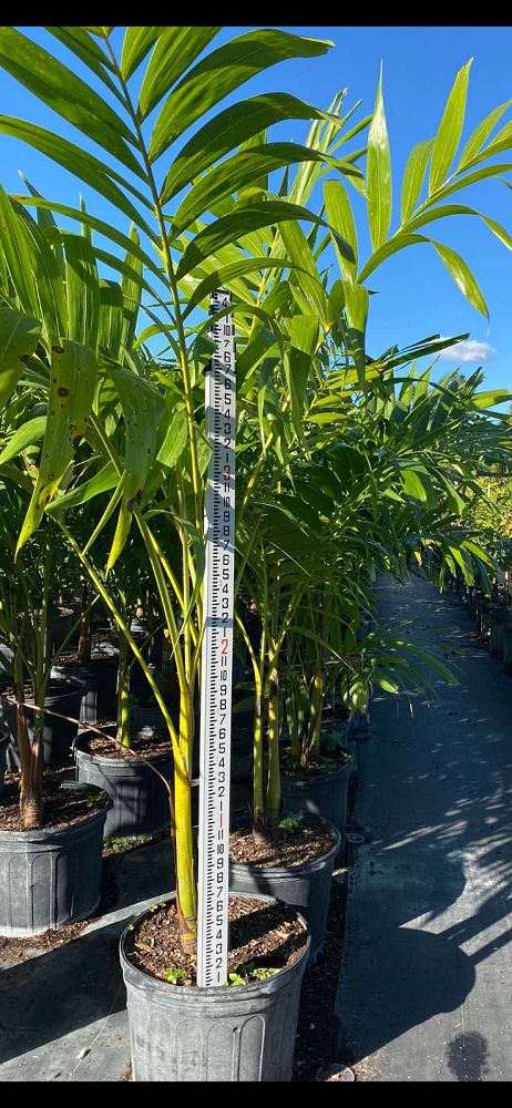 veitchia-merrillii-christmas-palm-adonidia-merrillii