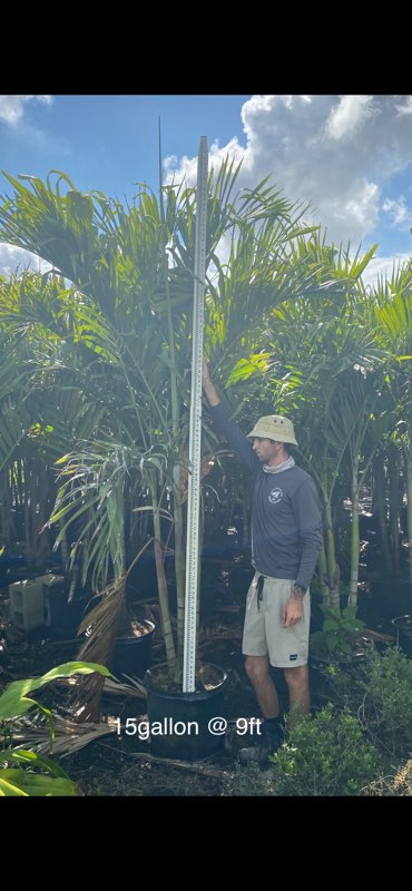 veitchia-merrillii-christmas-palm-adonidia-merrillii