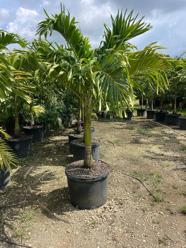 veitchia-merrillii-christmas-palm-adonidia-merrillii