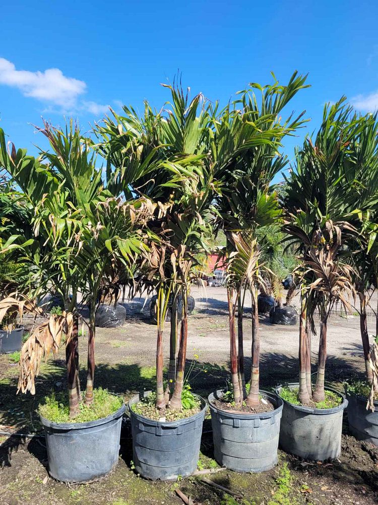 veitchia-merrillii-christmas-palm-adonidia-merrillii