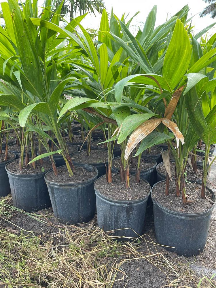 veitchia-merrillii-christmas-palm-adonidia-merrillii
