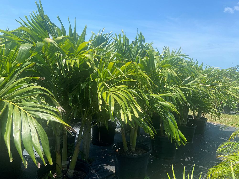veitchia-merrillii-christmas-palm-adonidia-merrillii