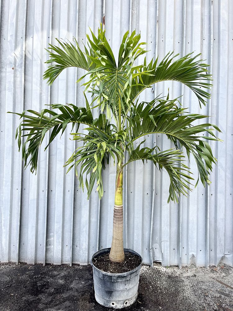 veitchia-merrillii-christmas-palm-adonidia-merrillii
