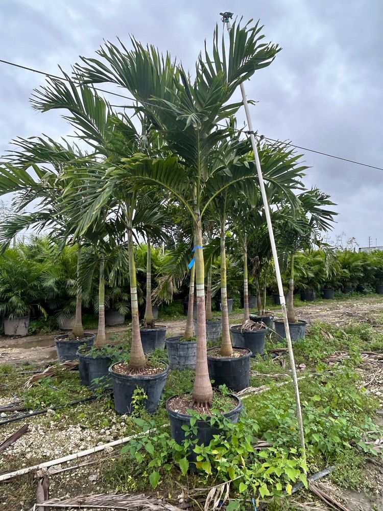 veitchia-merrillii-christmas-palm-adonidia-merrillii