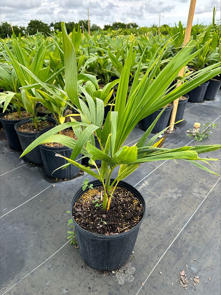 veitchia-merrillii-christmas-palm-adonidia-merrillii