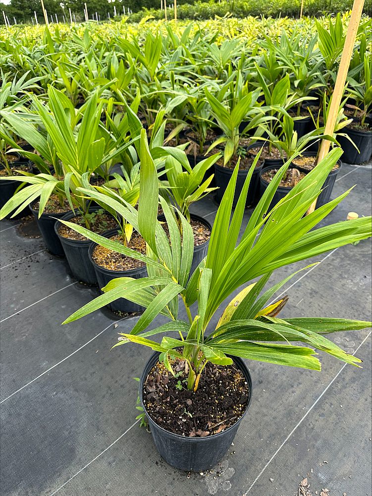 veitchia-merrillii-christmas-palm-adonidia-merrillii