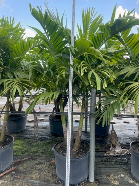 veitchia-merrillii-christmas-palm-adonidia-merrillii