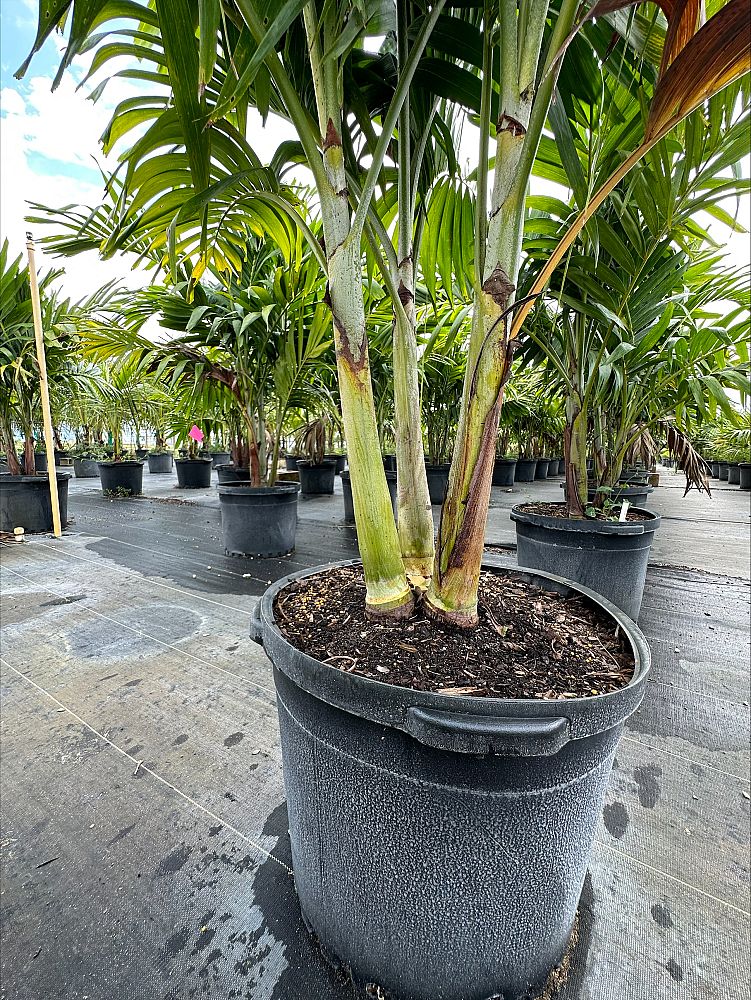 veitchia-merrillii-christmas-palm-adonidia-merrillii