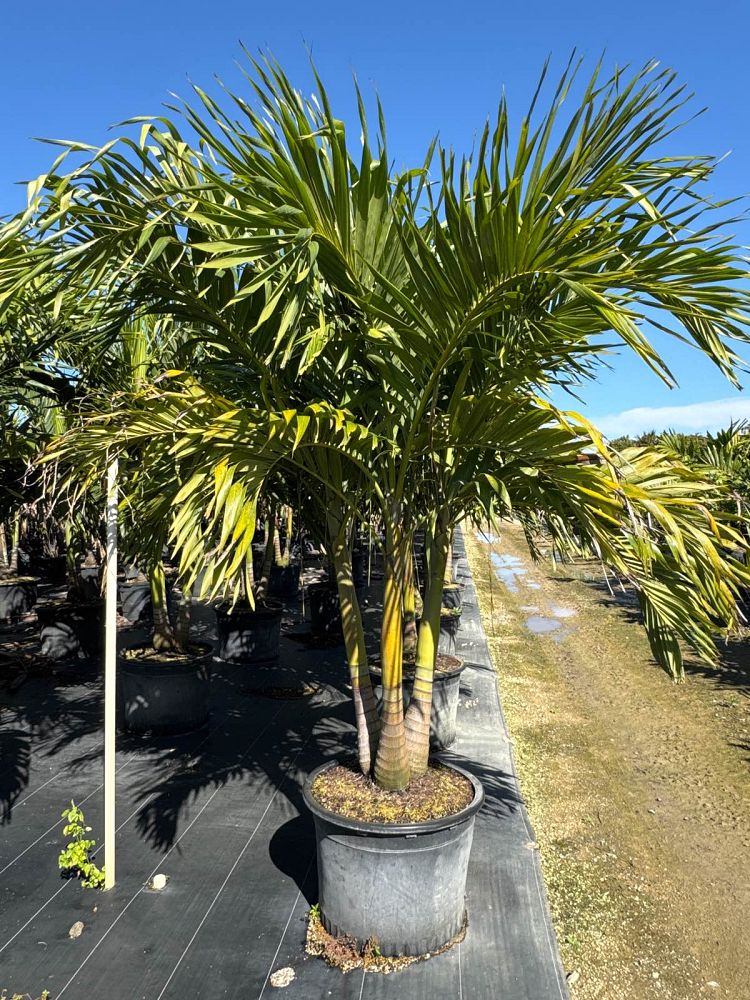 veitchia-merrillii-christmas-palm-adonidia-merrillii